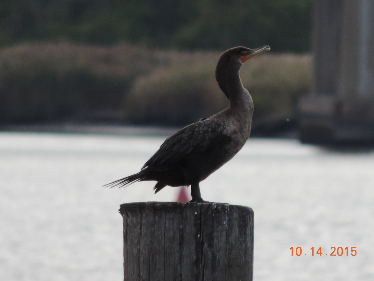Double-crested Cormorant - Rich Brown