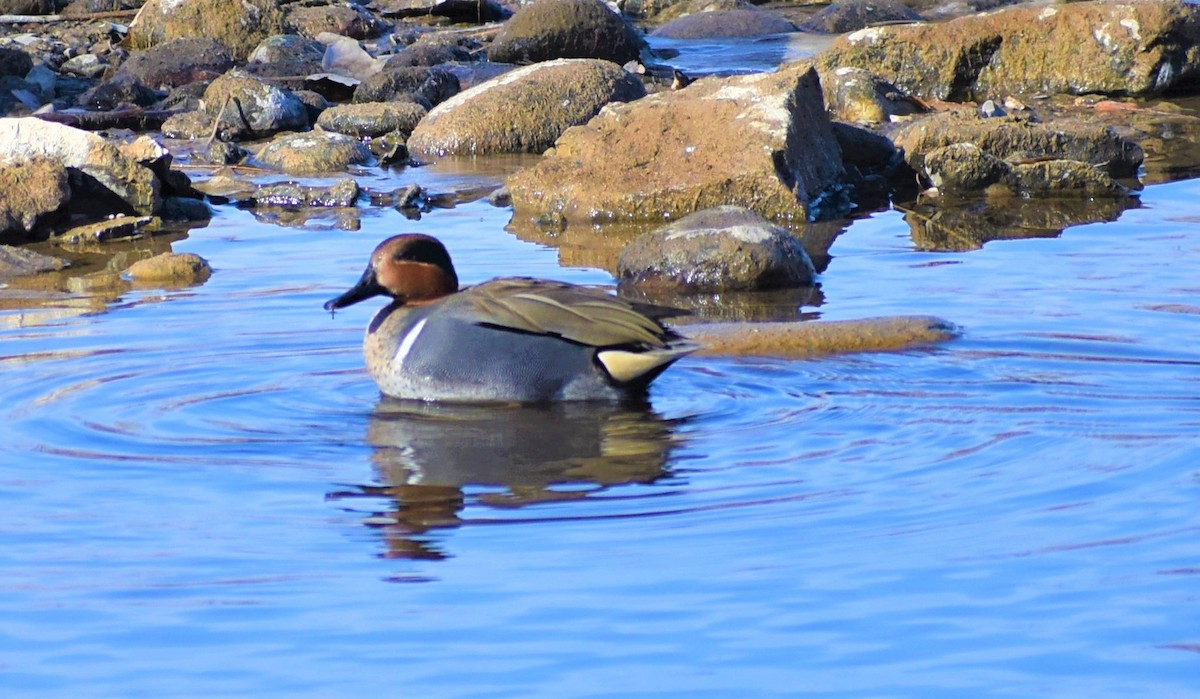 Green-winged Teal - ML203795921