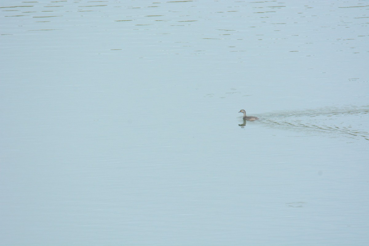 Least Grebe - ML203796051