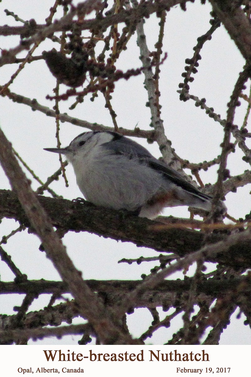 White-breasted Nuthatch - ML203799421