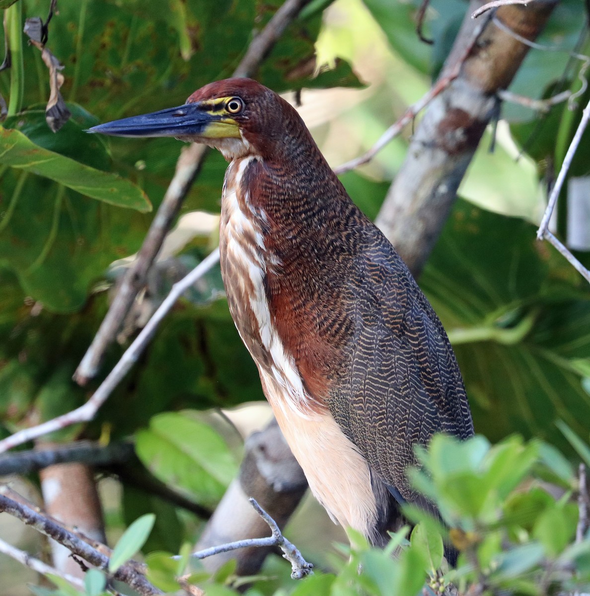 Rufescent Tiger-Heron - ML203799671