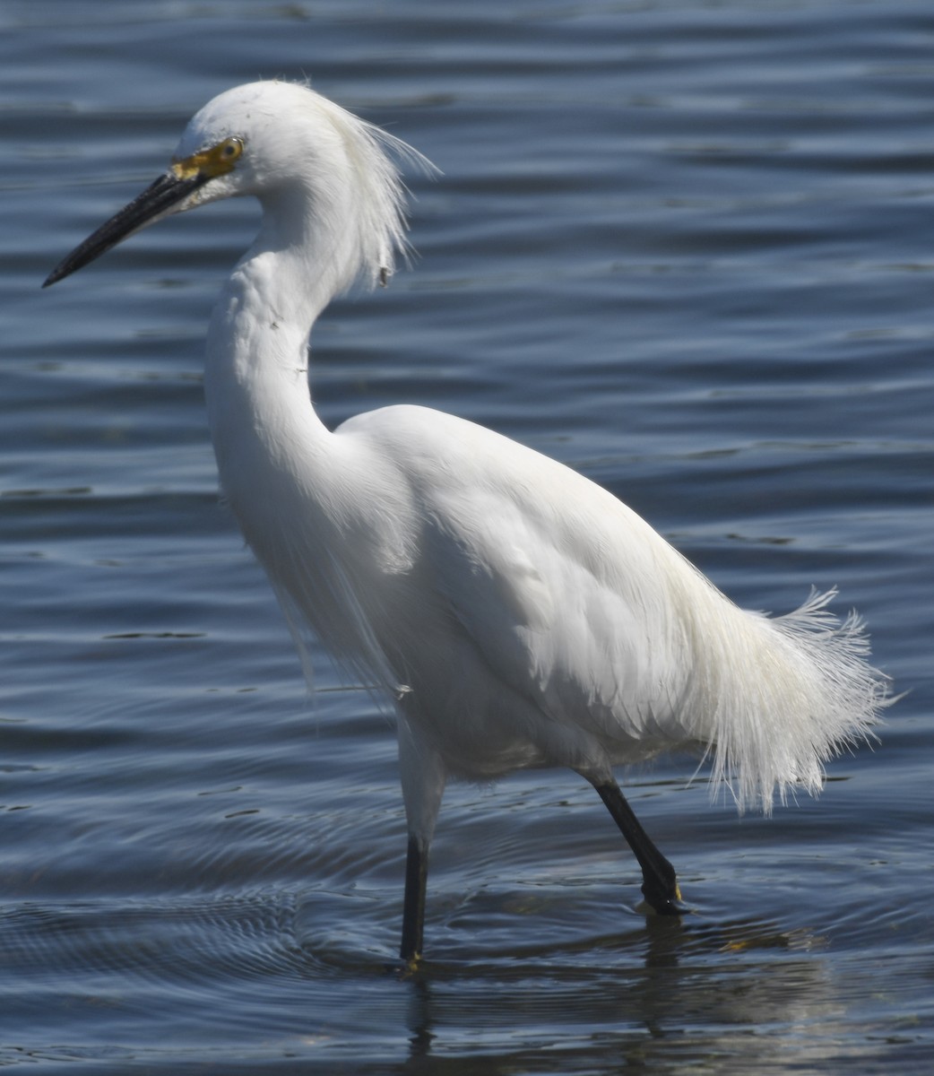 Snowy Egret - ML203800671