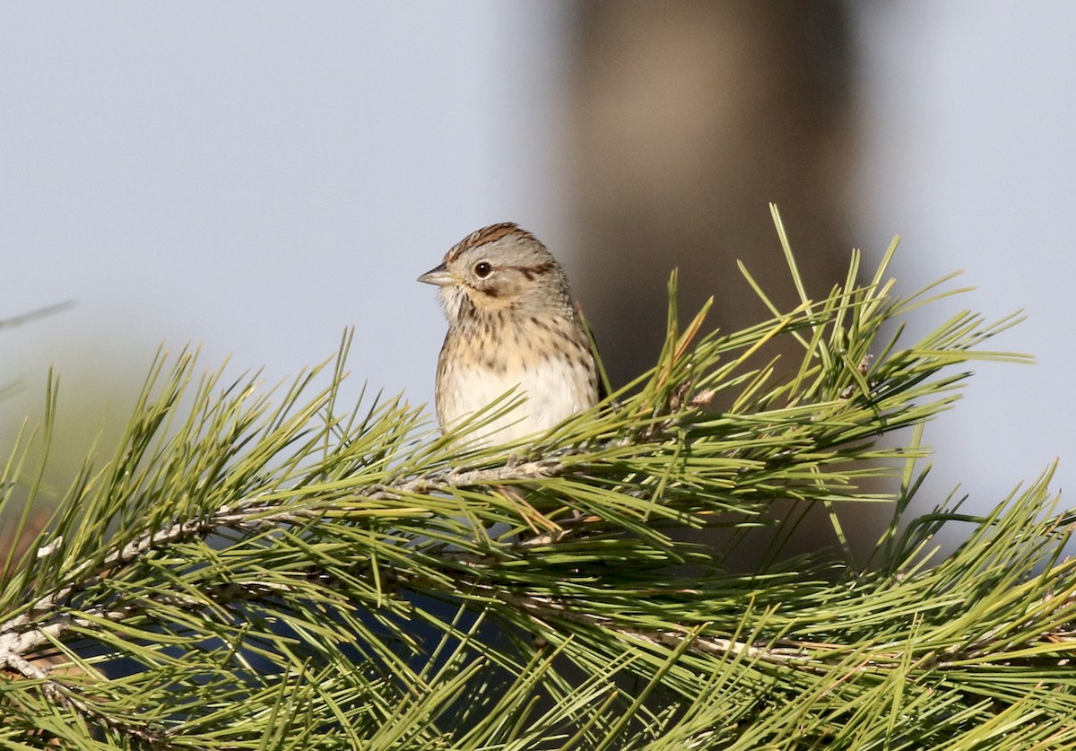 Lincoln's Sparrow - ML203801261