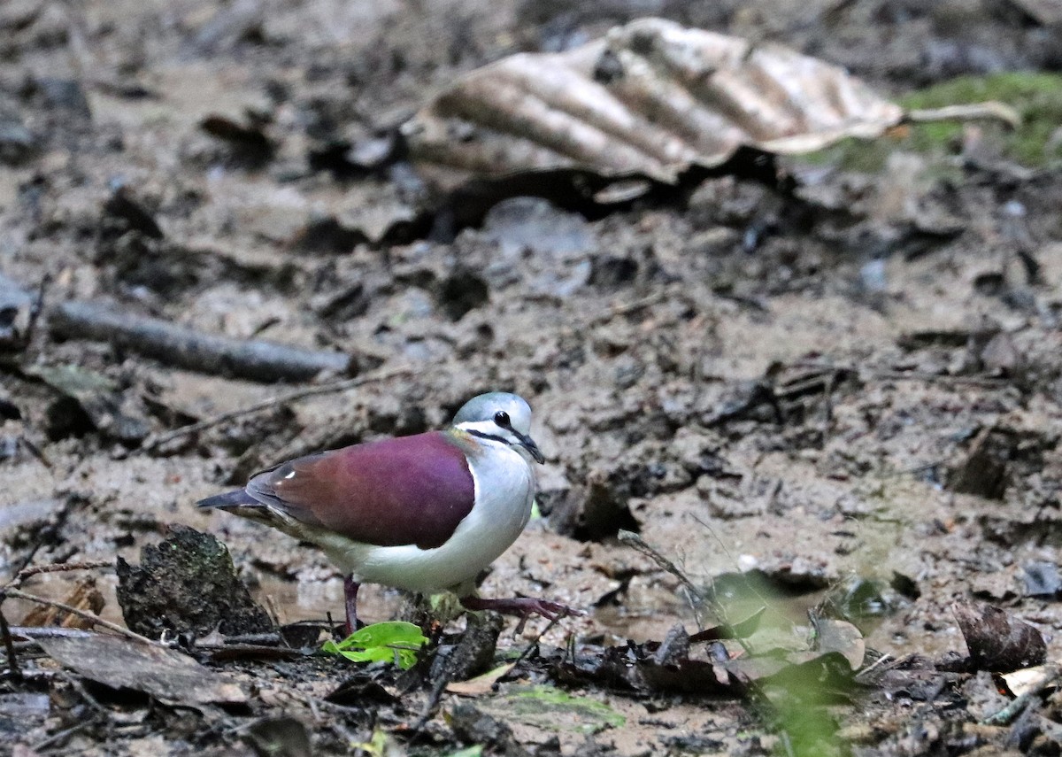 Sapphire Quail-Dove - ML203801401