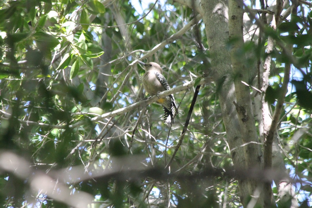 Gila Woodpecker - ML203801551