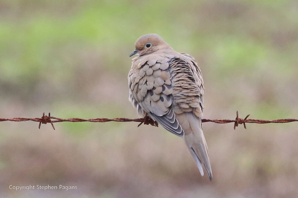 Mourning Dove - Steve Pagans