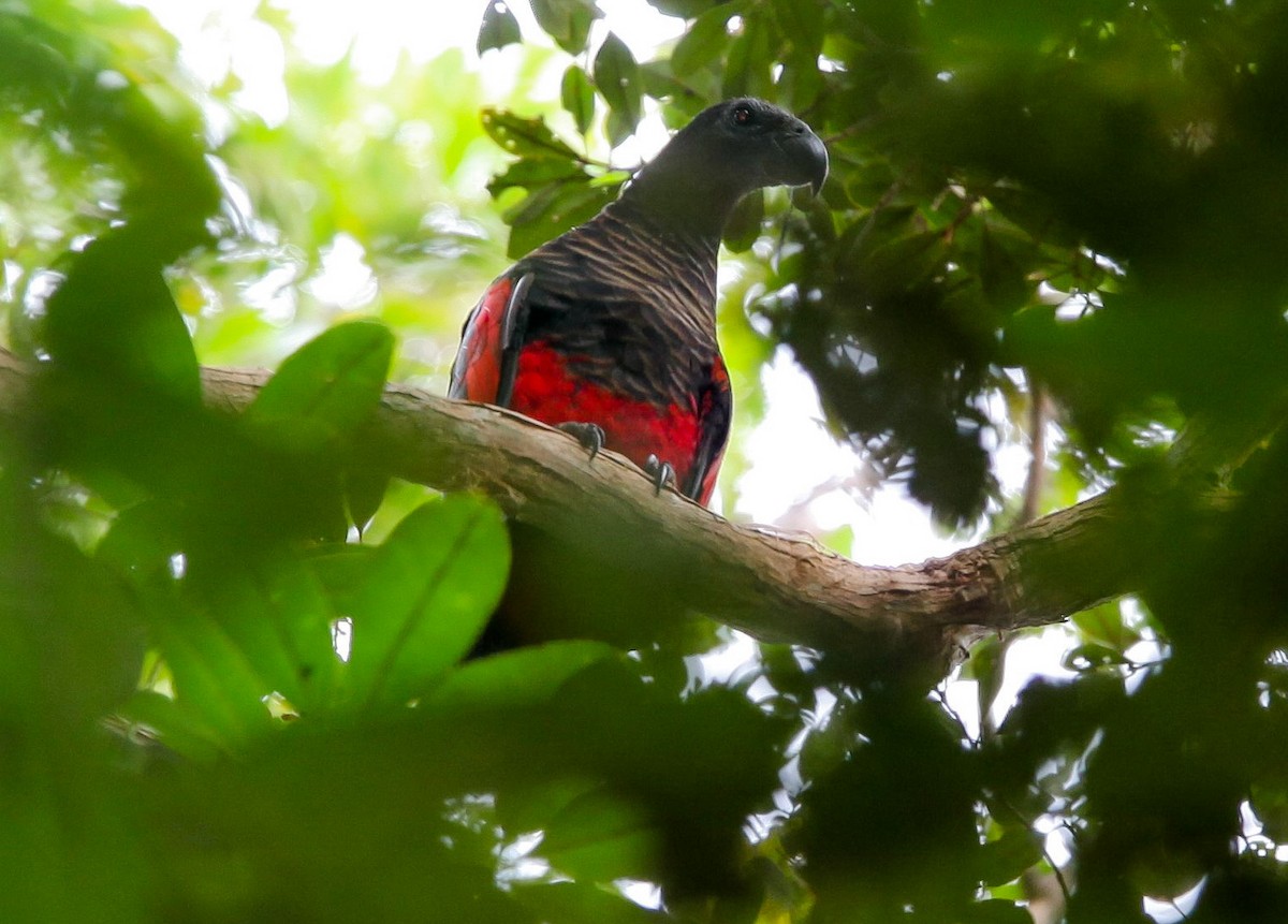 Pesquet's Parrot - ML203802321