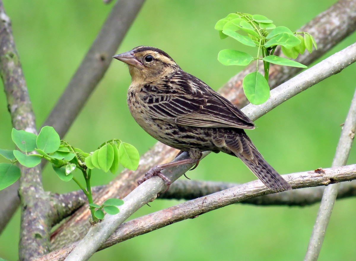 Red-breasted Meadowlark - ML203802891