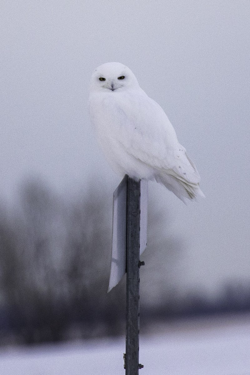 Snowy Owl - ML203803171