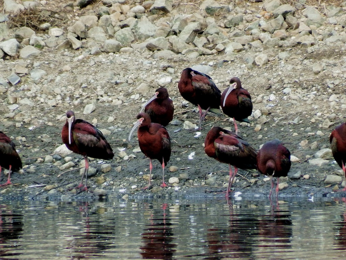 White-faced Ibis - Jordan Ragsdale