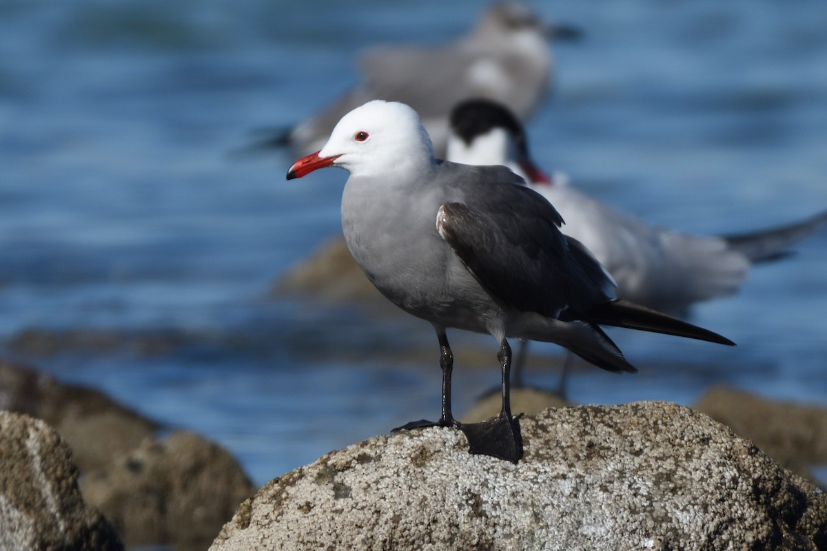 Heermann's Gull - German Garcia