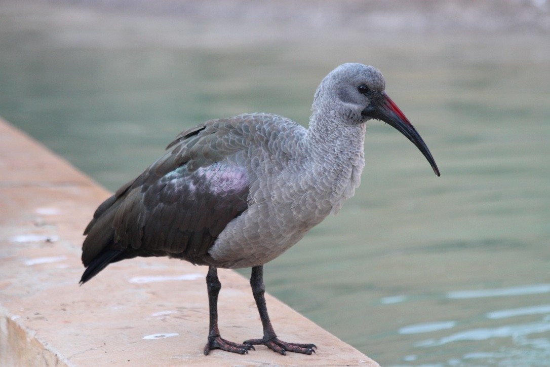 Hadada Ibis - Peter Hinow