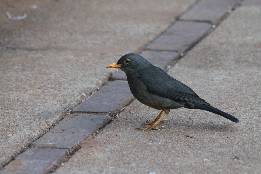 Karoo Thrush - ML203805071