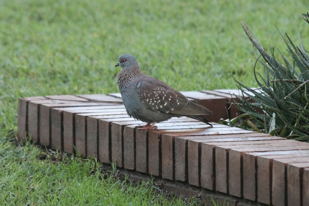 Pigeon roussard - ML203805141