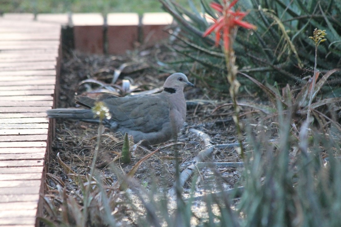 Ring-necked Dove - ML203805221