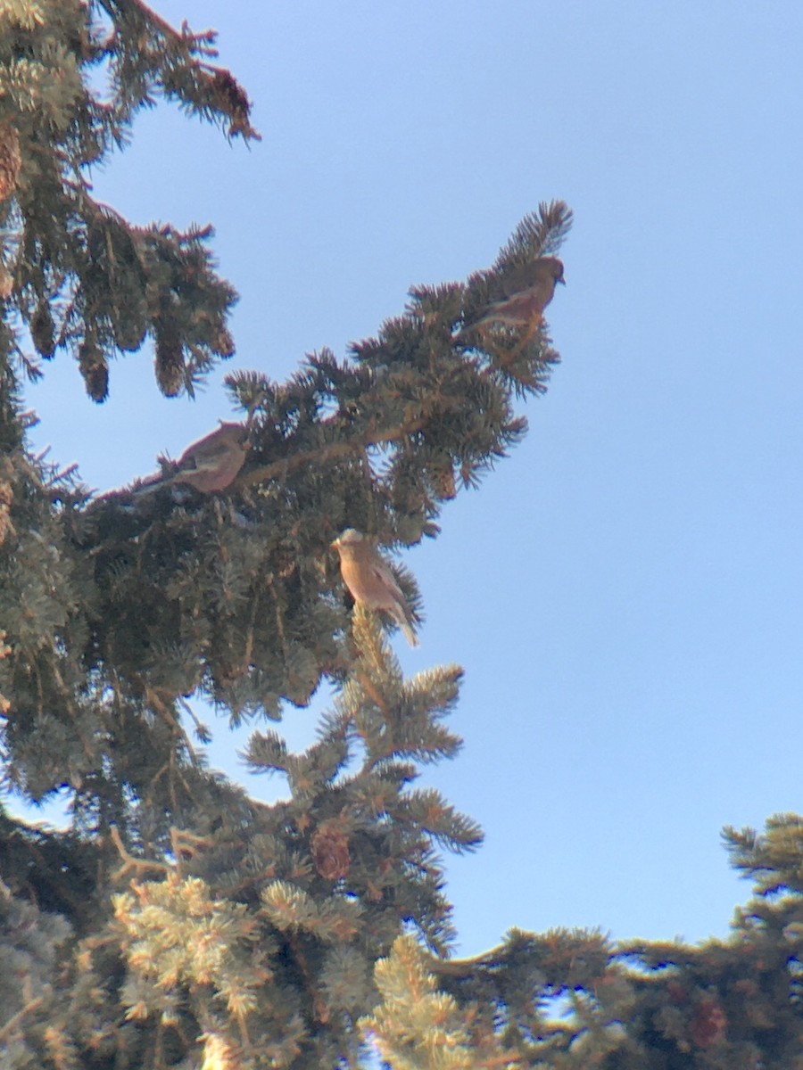 Brown-capped Rosy-Finch - ML203806971