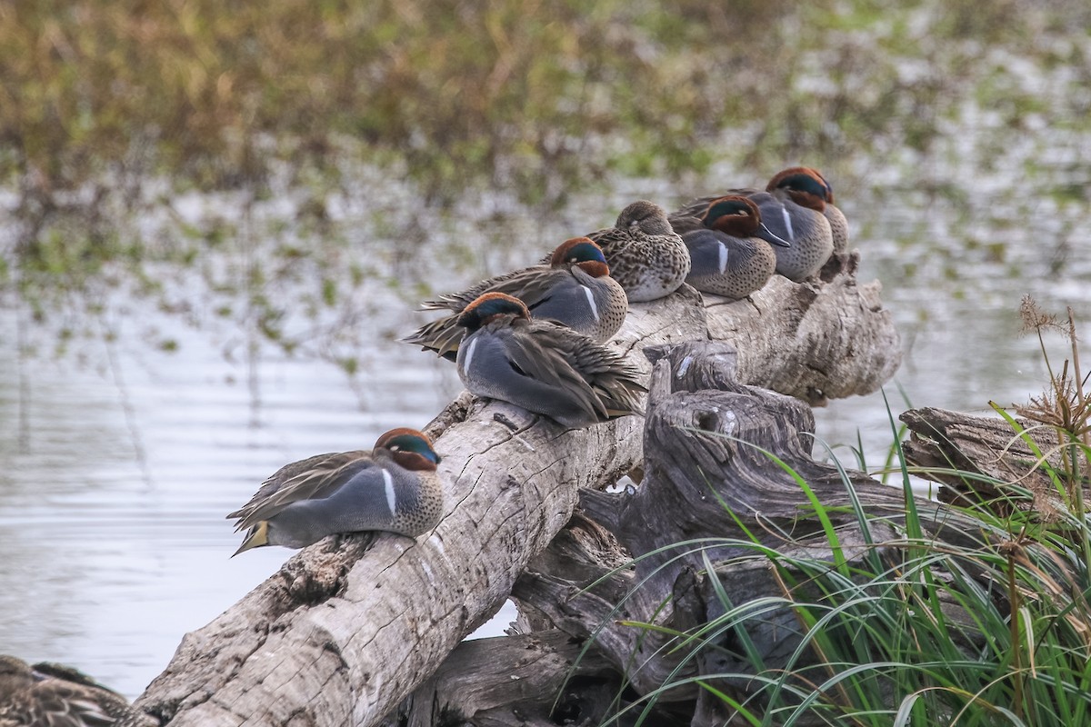 Green-winged Teal - Jodi Boe