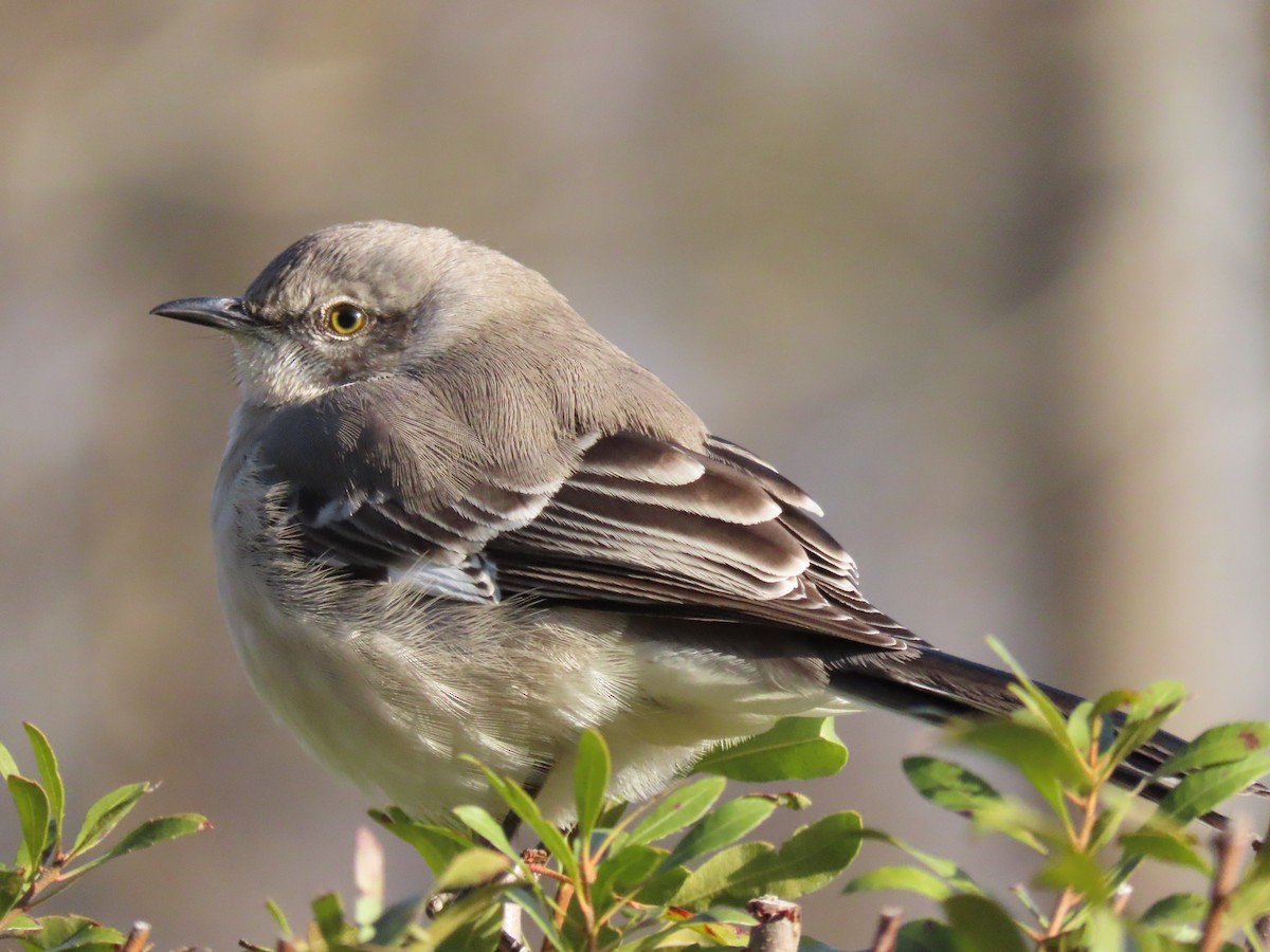 Northern Mockingbird - ML203809631