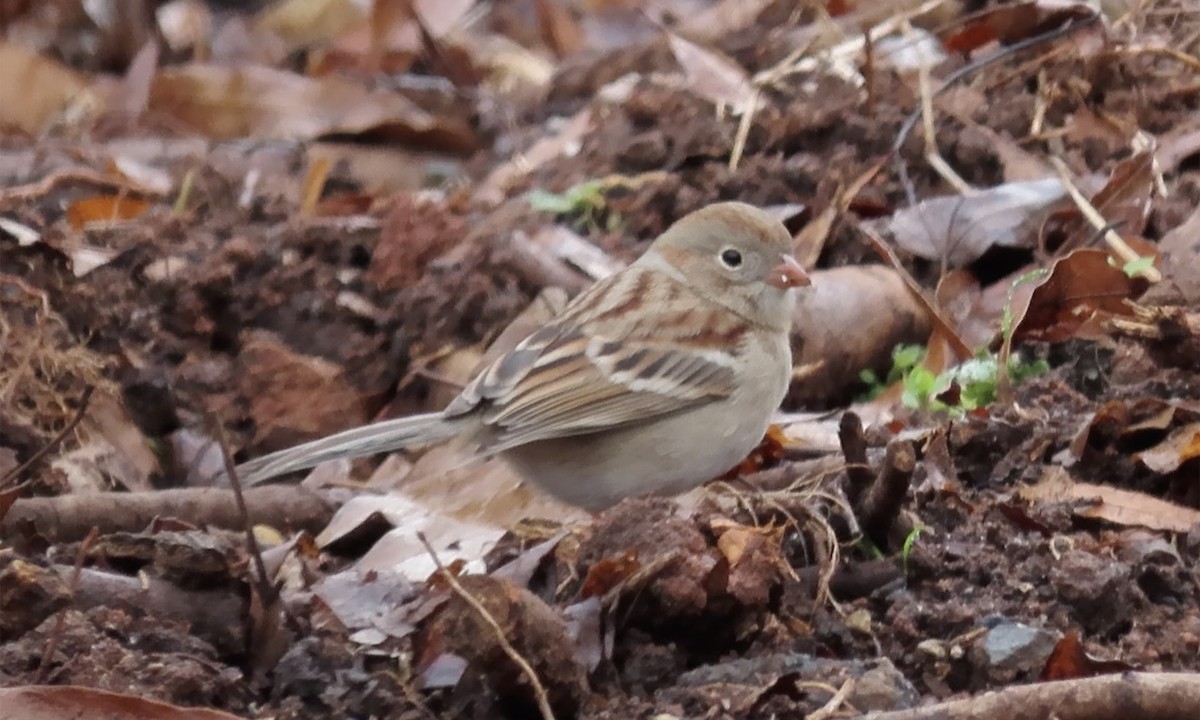 Field Sparrow - ML203810701