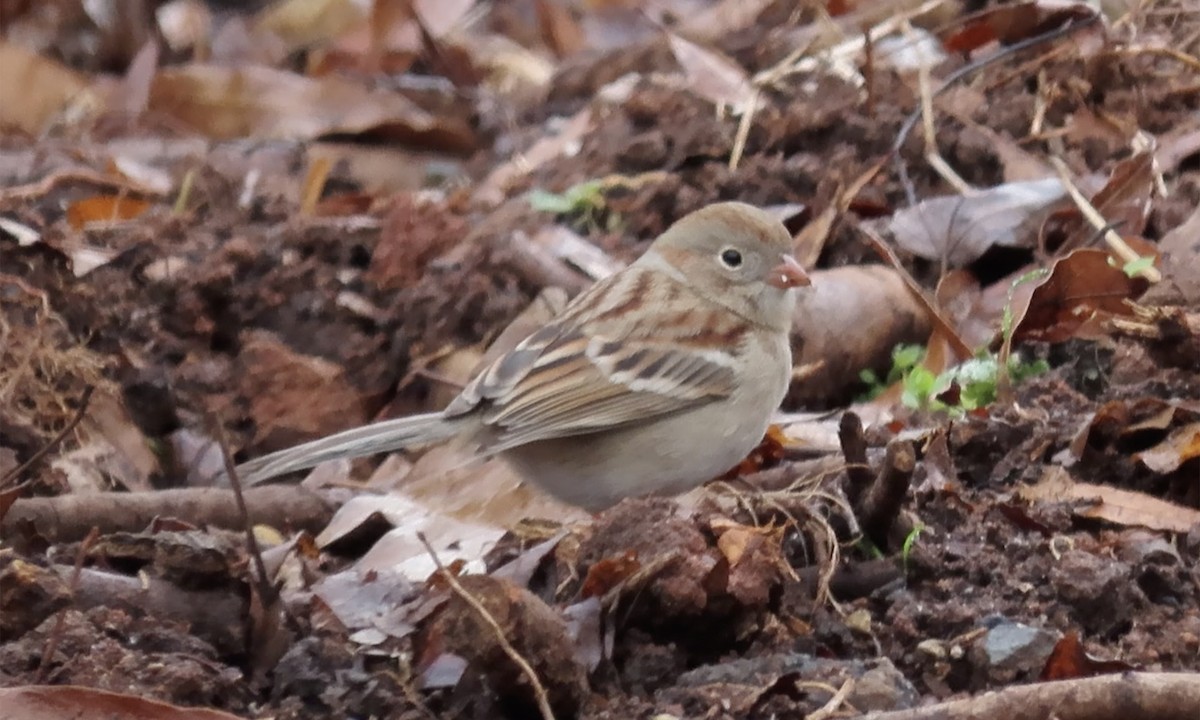 Field Sparrow - ML203810701