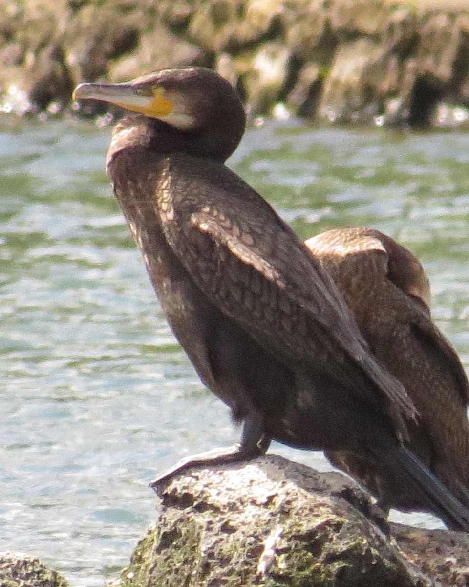 Great Cormorant - ML20381181