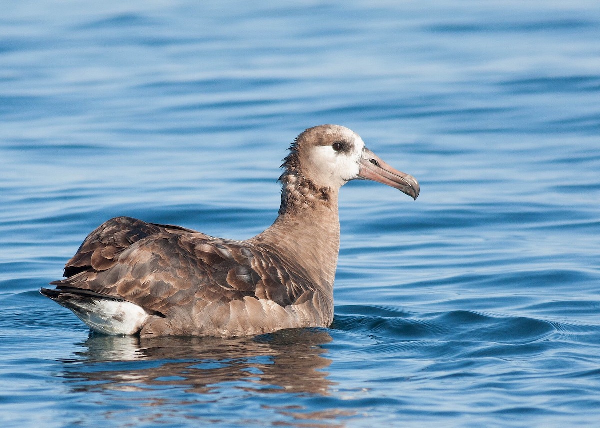 Black-footed Albatross - ML20381241