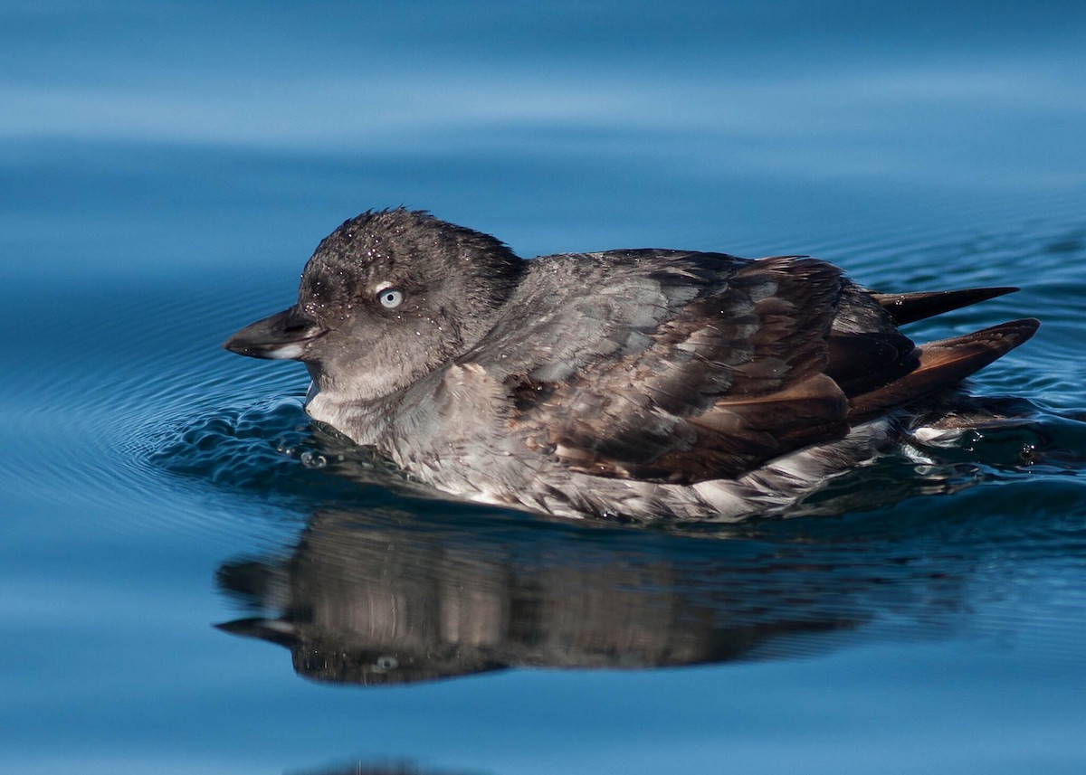 Cassin's Auklet - ML20381281