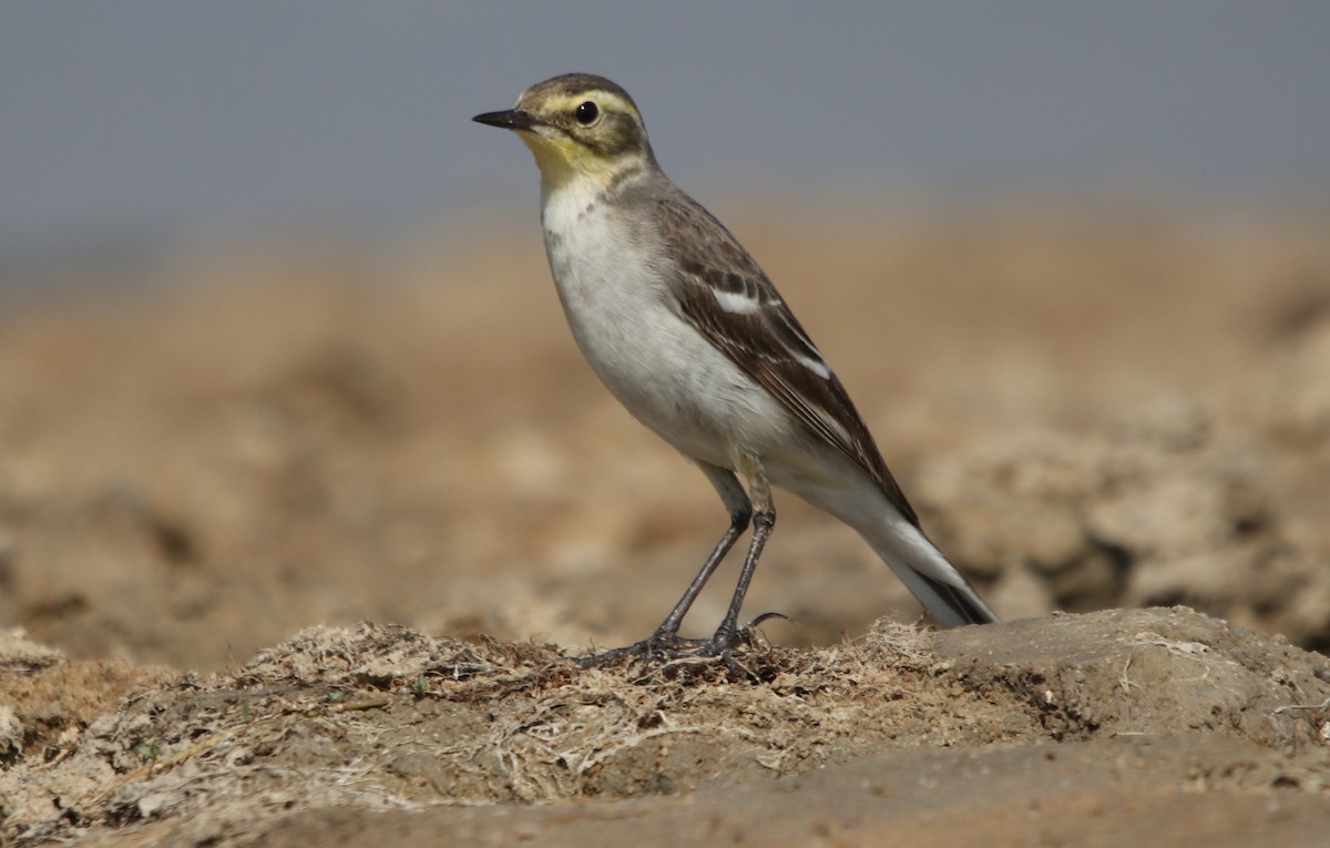 Citrine Wagtail - Bhaarat Vyas