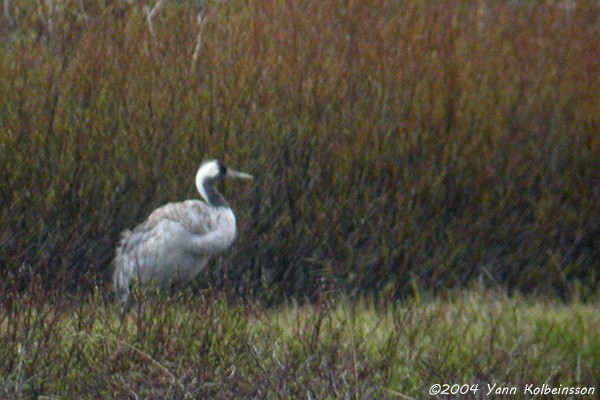 Common Crane - ML20381571