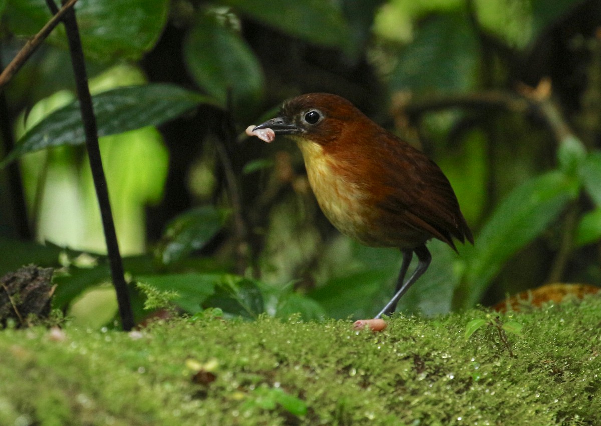 Yellow-breasted Antpitta - ML203816401