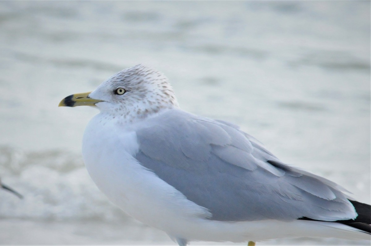 Ring-billed Gull - ML203816581