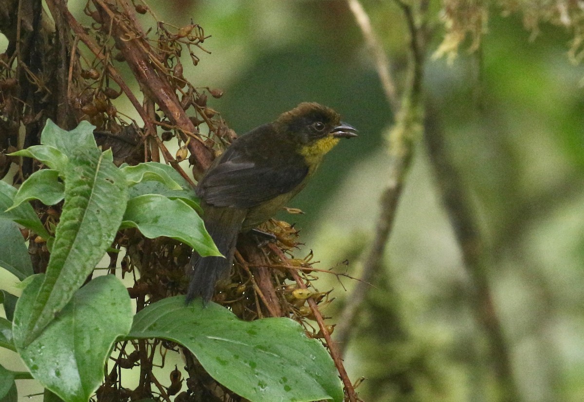 Tricolored Brushfinch - ML203816991