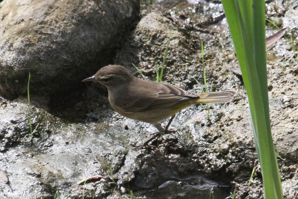 Palm Warbler - margeNdon thornton