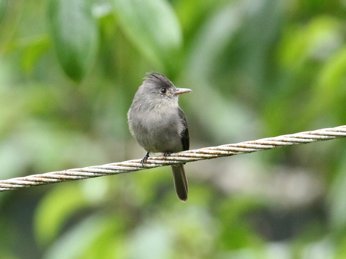 Smoke-colored Pewee - ML203817031