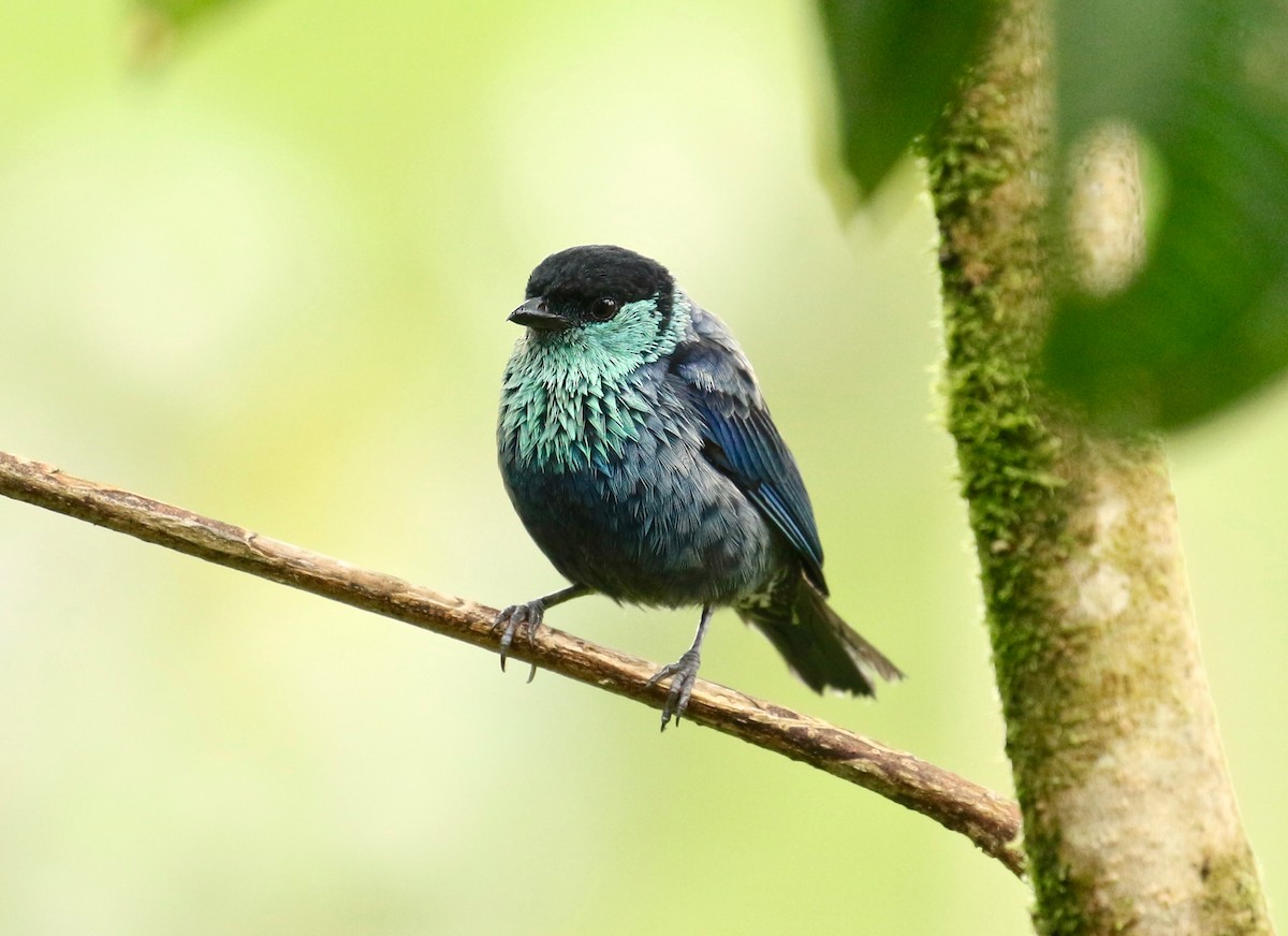 Black-capped Tanager - ML203817351