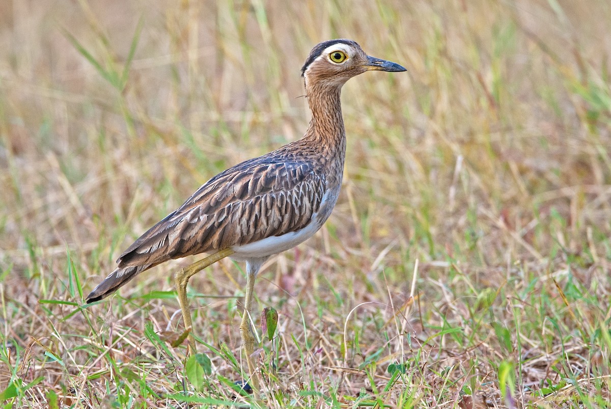 Double-striped Thick-knee - Andrew Simon