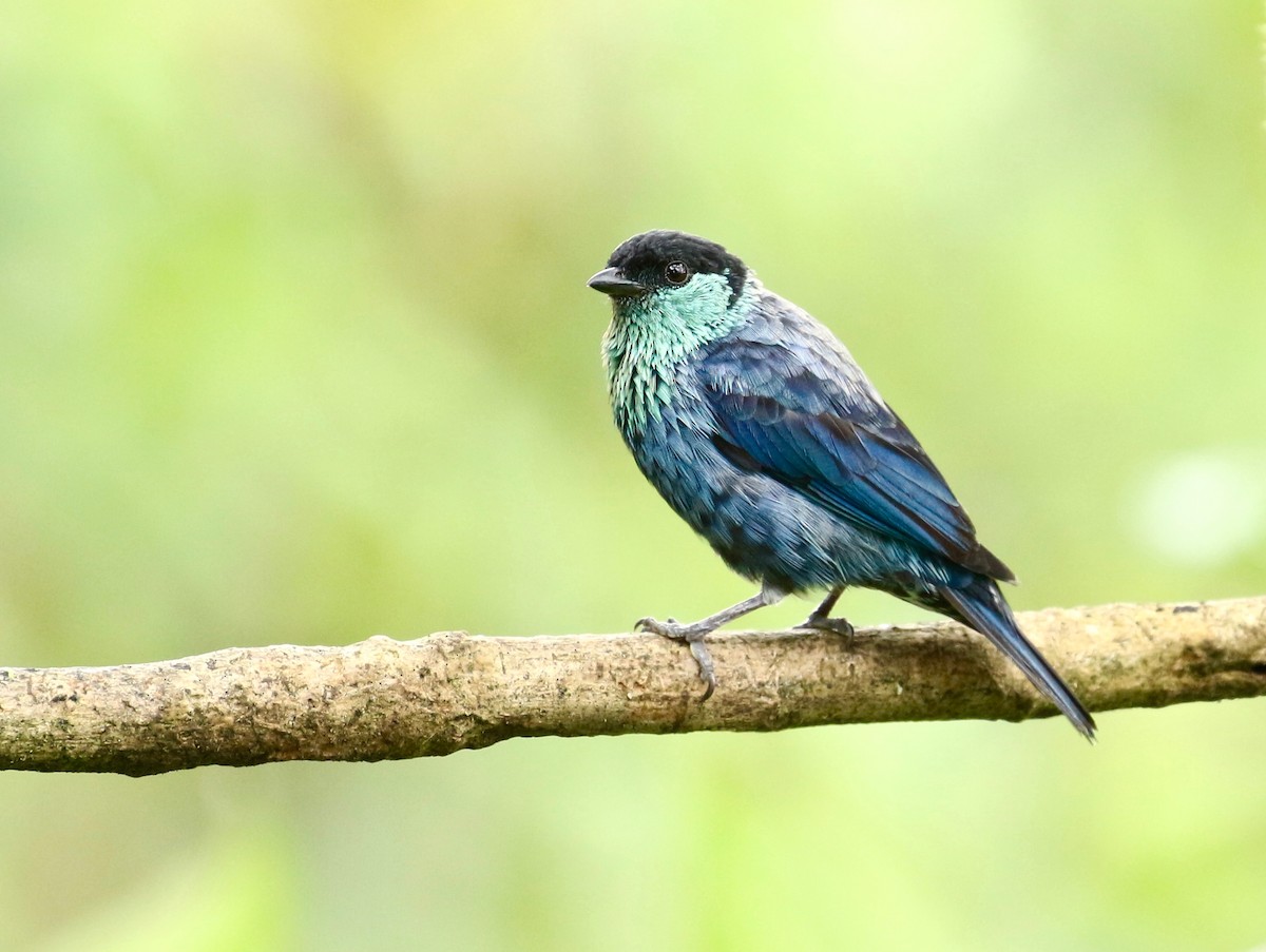 Black-capped Tanager - ML203817391