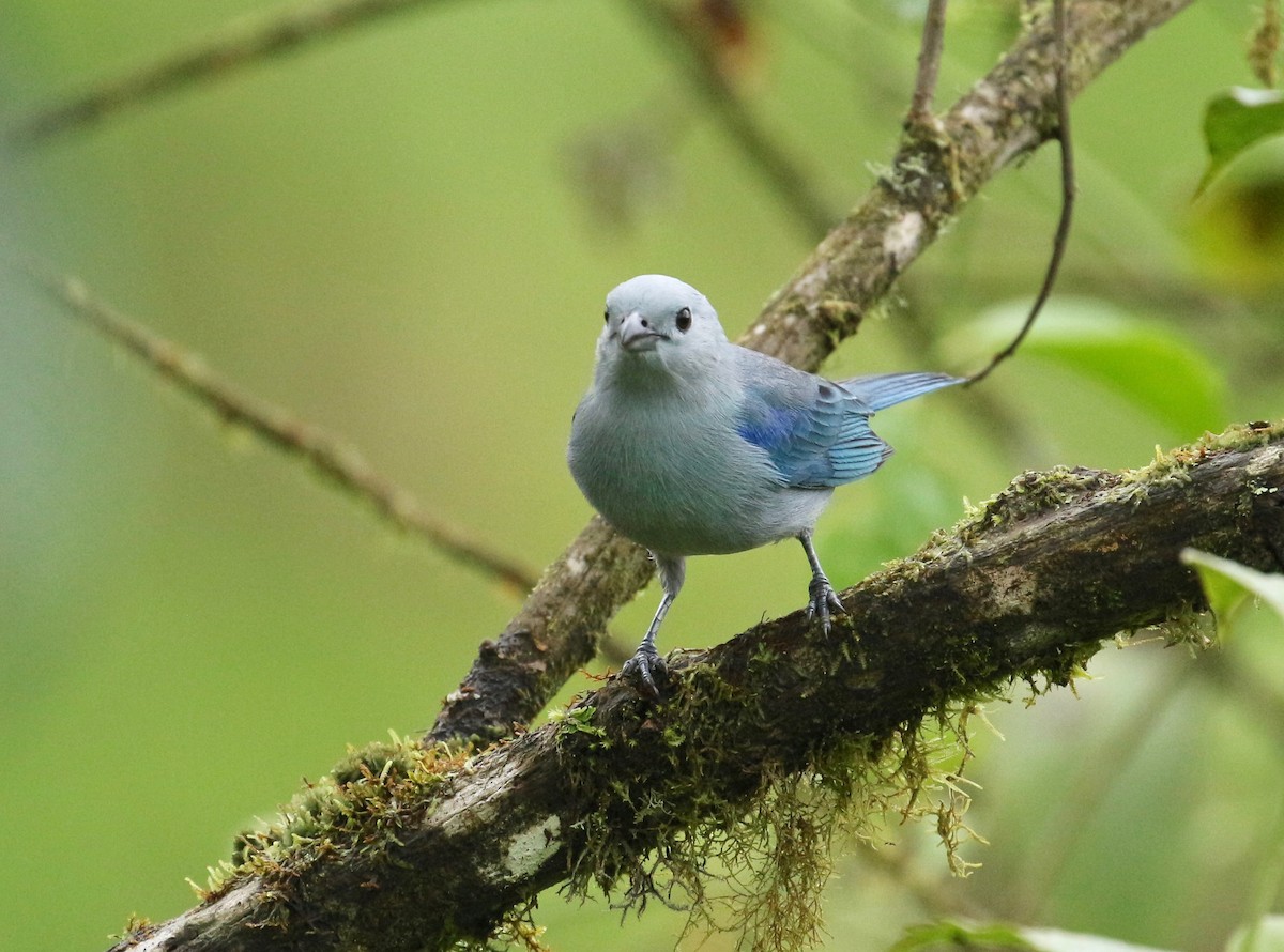 Blue-gray Tanager - ML203817411