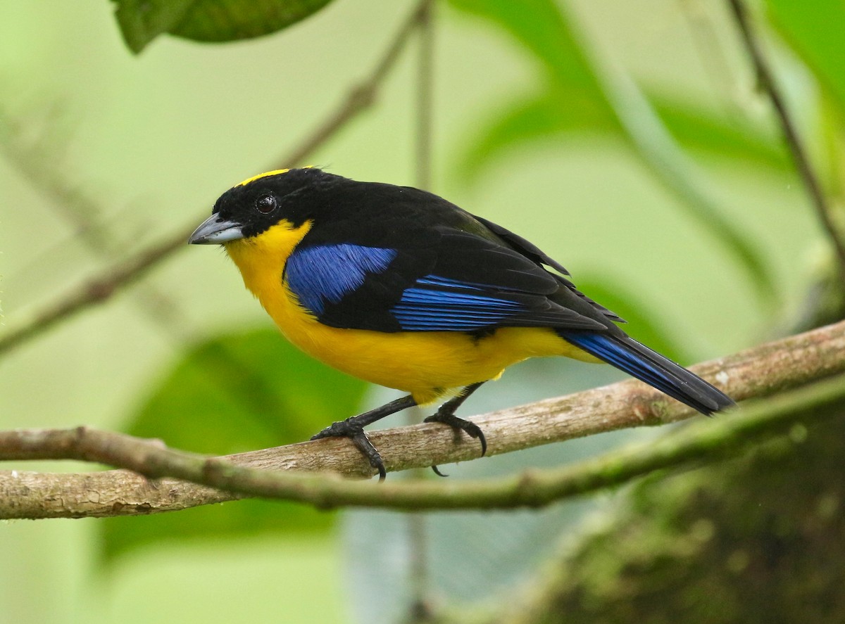 Blue-winged Mountain Tanager - ML203817431