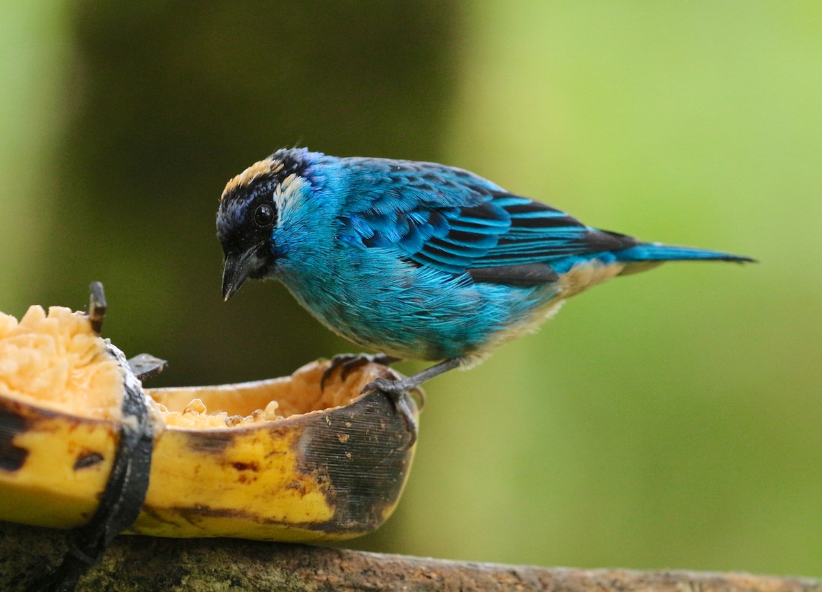 Golden-naped Tanager - ML203818691