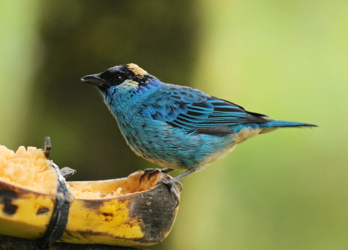 Golden-naped Tanager - ML203818721