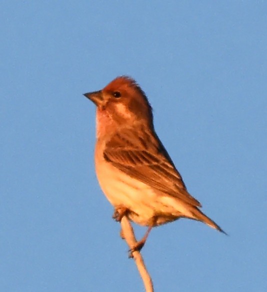 Cassin's Finch - ML20381921