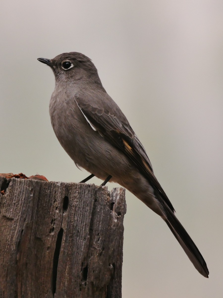 Townsend's Solitaire - Chris Wills