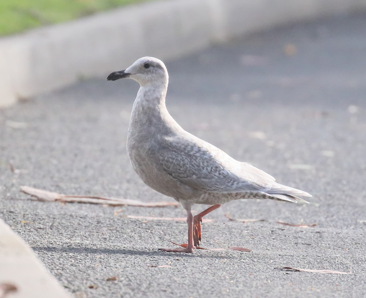 Iceland Gull - ML203821181