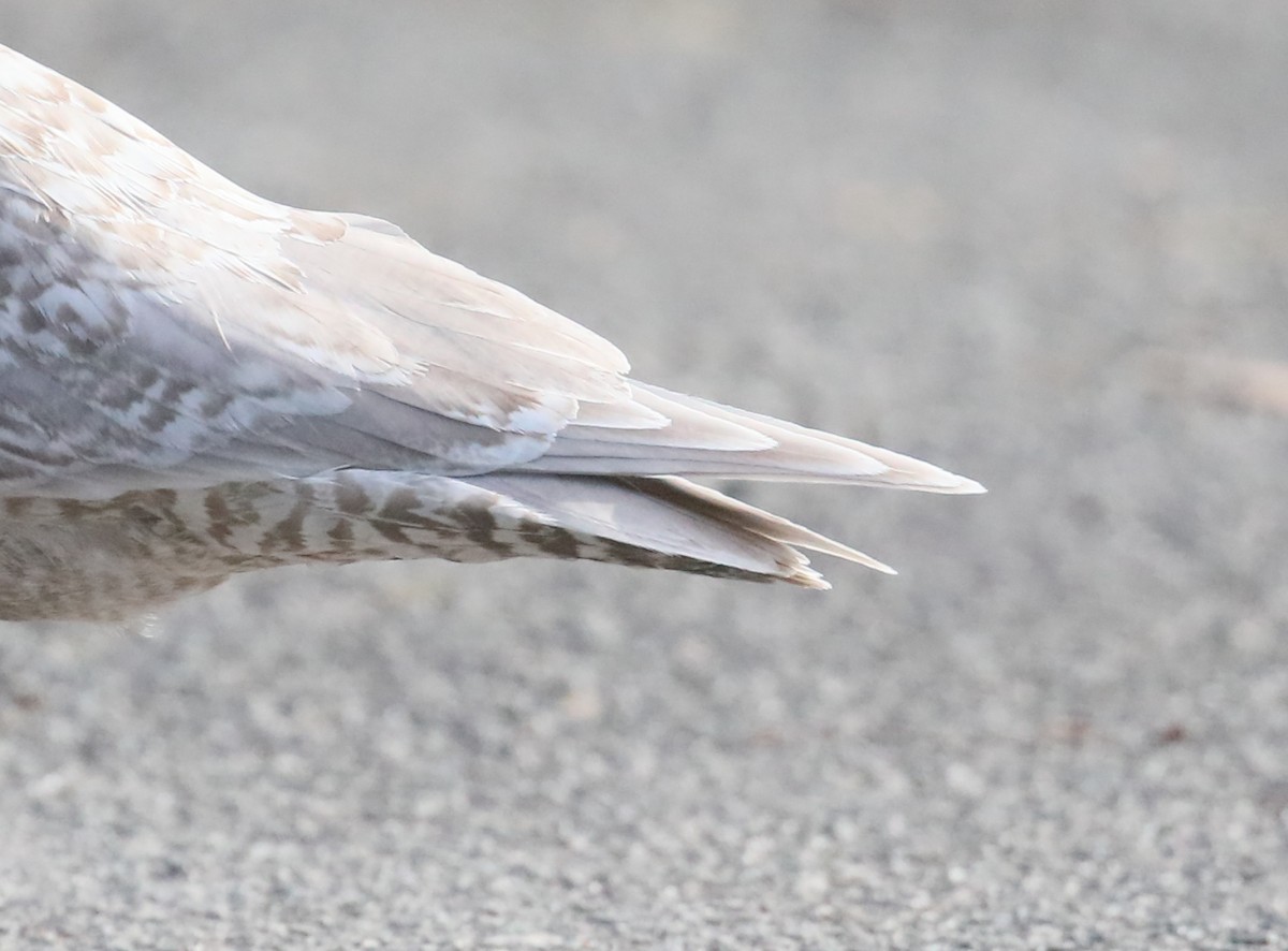 Iceland Gull - ML203821491