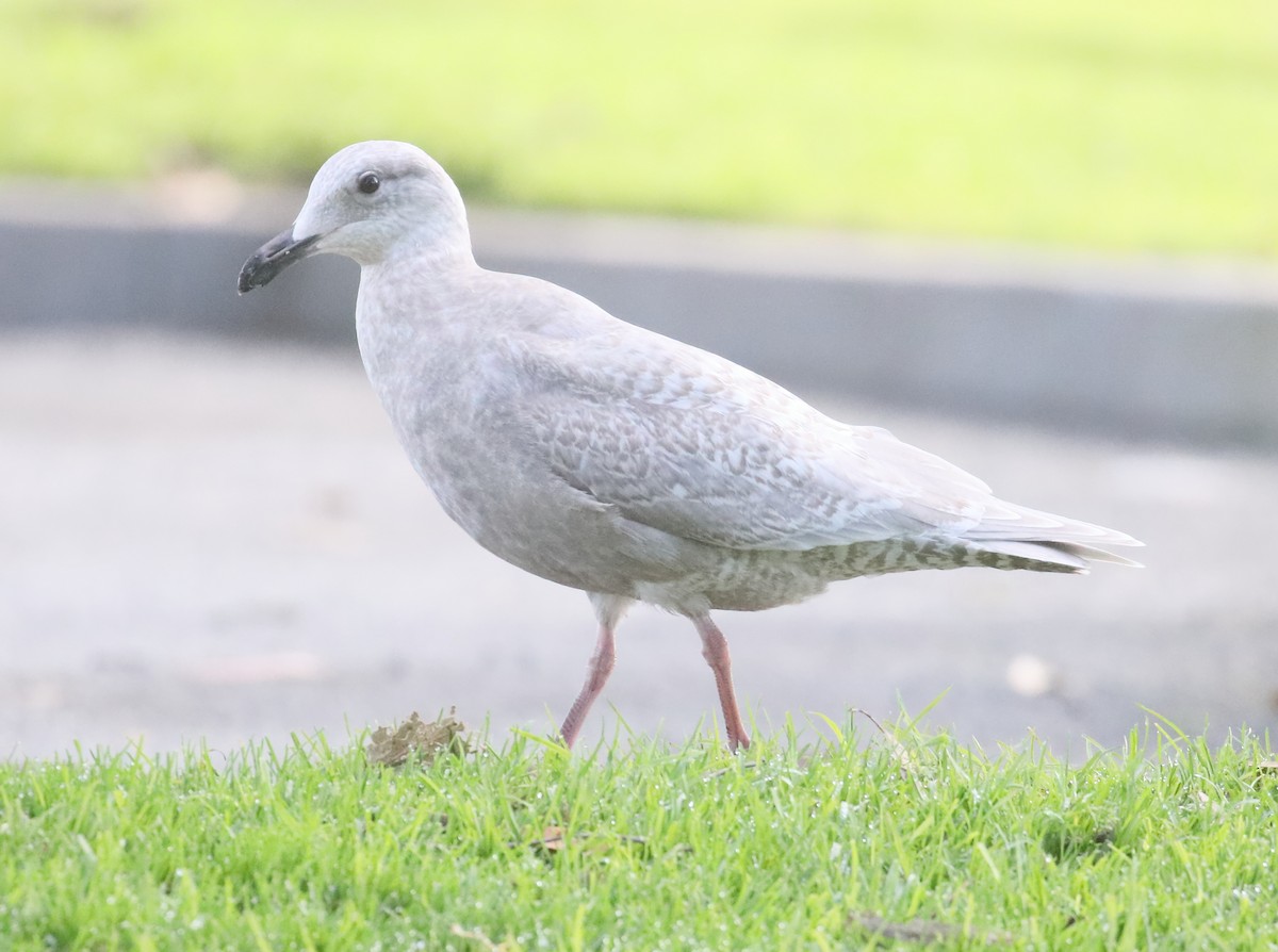 Iceland Gull - ML203821541