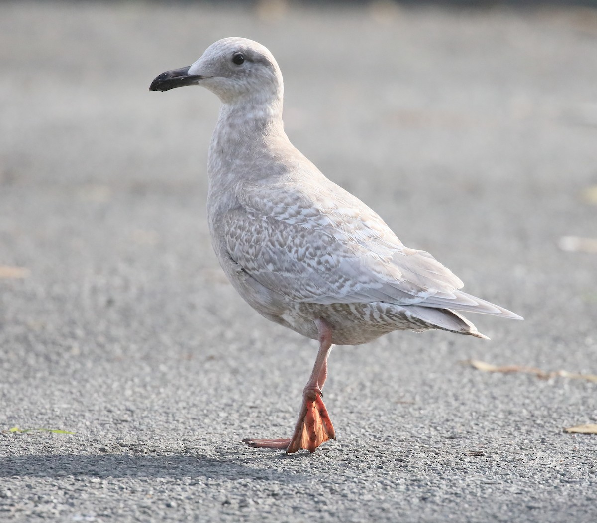 Iceland Gull - ML203821561