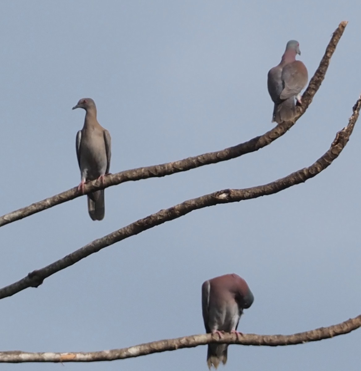 Pale-vented Pigeon - John Anderson