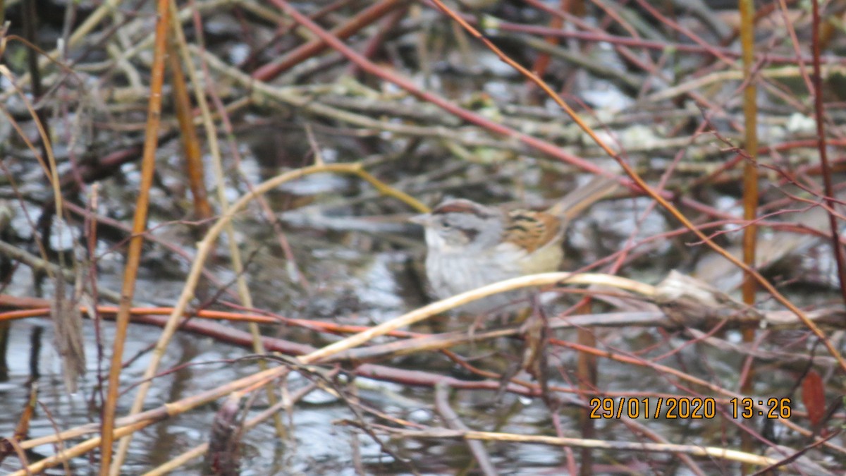Swamp Sparrow - ML203824341