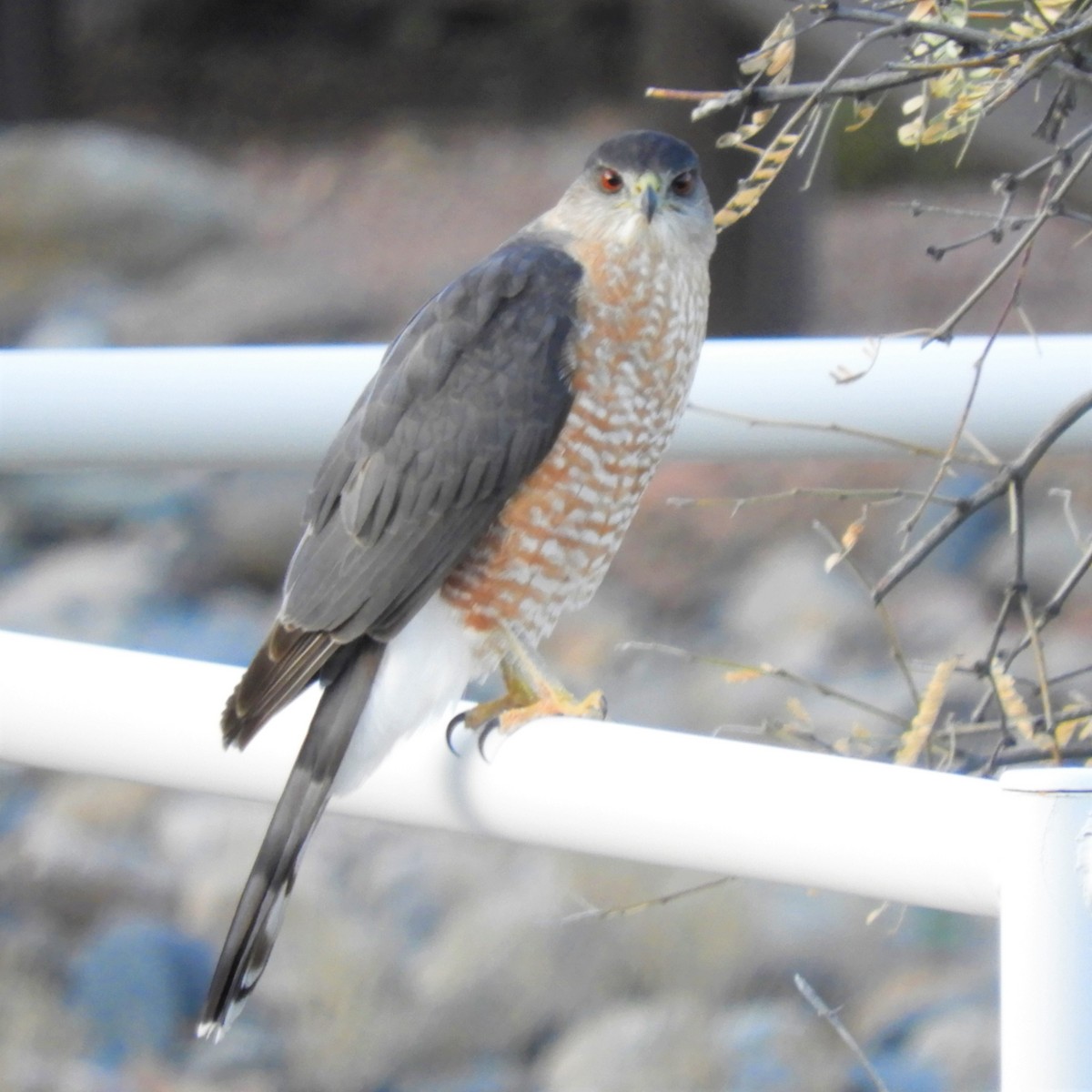 Cooper's Hawk - ML203827121